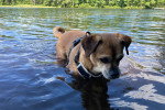 Un Puggle marchant dans l'eau