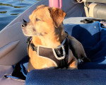 Un Puggle allongé sur une barque et portant un harnais