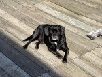 Un Puggle allongé sur un plancher en bois