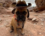 Un Puggle assis sur une surface sableuse et portant un chapeau 