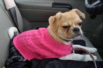 Un Puggle allongé sur le siège d'un véhicule et portant un pull-over 