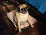 Un Puggle assis sur un canapé