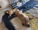 Deux Puggles allongés sur un lit 