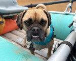 Un Puggle dans une barque