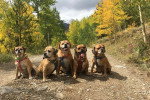 Cinq Puggles assis sur un sentier