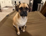 Un Puggle assis sur un brancard