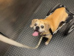 Un Puggle handicapé et tenu en laisse