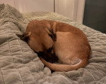 Un Puggle allongé sur un lit et semblant dormir