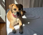 Un Puggle allongé sur un lit et portant un collier autour du cou