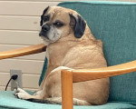 Un Puggle assis sur un fauteuil