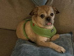 Un Puggle allongé sur un coussin et portant un harnais