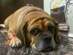 Un Puggle allongé sur un sol carrelé