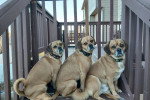 Trois Puggles assis et portant chacun un collier