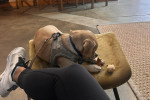 Un Puggle allongé sur une chaise et tenu en laisse