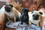 Trois Puggles assis sur un fauteuil