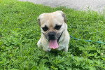 Un Puggle assis dans l'herbe et tirant la langue