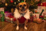 Un Puggle assis devant un sapin de noël