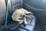 Un Puggle allongé sur le siège arrière d'un véhicule