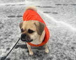 Un Puggle sur une surface enneigée portant un gilet et tenu en laisse