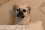 Un Puggle se cachant derrière un coussin