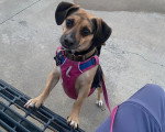 Un Puggle portant un harnais et tenu en laisse