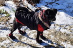 Un Puggle sur une surface enneigée et portant un gilet