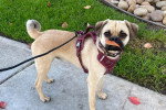 Un Puggle tenu en laisse et portant un harnais