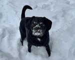 Un Puggle dans la neige