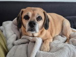 Un Puggle allongé sur une couverture