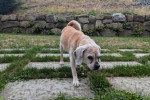 Un Puggle marchant sur un terrain herbeux