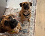 Deux Puggles assis sur un tapis