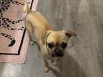 Un Puggle sur un parquet
