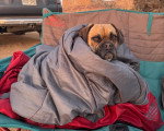 Un Puggle assis et recouvert d'une couverture