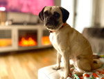 Un Puggle assis sur un canapé