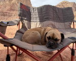 Un Puggle allongé sur une chaise