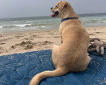 Un Puggle assis sur un lit au bord de la plage