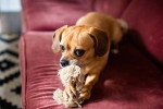 Un Puggle allongé sur un lit et jouant avec une corde