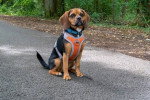 Un Puggle assis sur des gravillons et portant un harnais