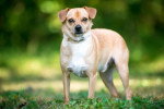 Un Puggle sur un terrain herbeux 