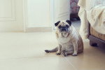 Un Puggle assis à côté d'un lit