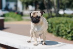 Un Puggle sur un muret