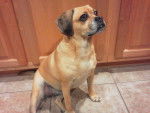Sophie - Puggle Femelle (7 ans)