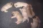 Jr and siblings - Puggle