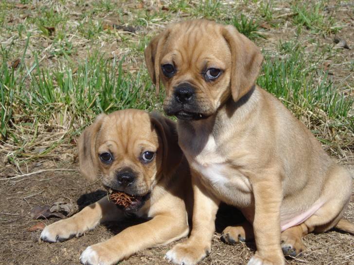 Photo Puggle