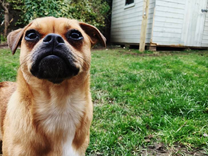 Photo Puggle
