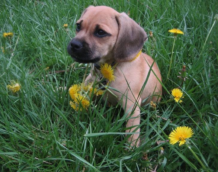 Photo Puggle
