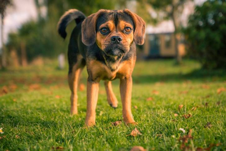 Photo Puggle