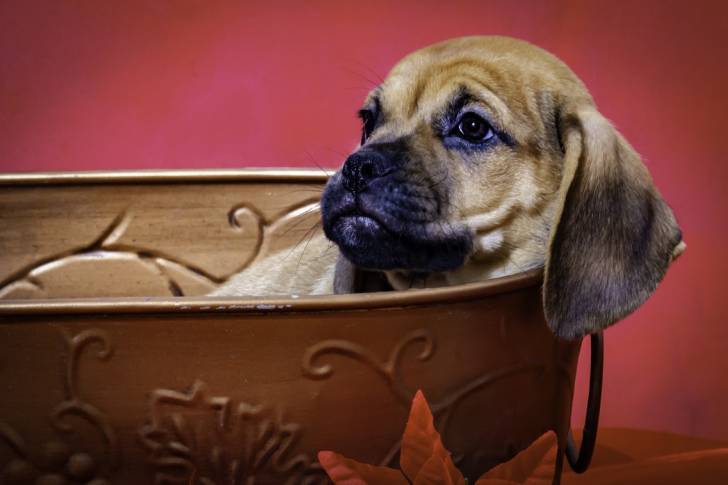 Photo Puggle