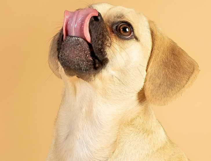Photo Puggle