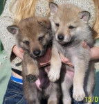 pequeñines - Chien Loup Tchécoslovaque (5 mois)